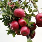 Jabloň domáca (Malus domestica) ´RED LOVE´® - zimná, výška 160-180 cm, voľnokorenná